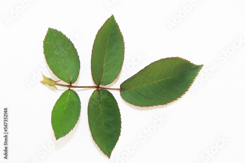 A branch of a plant with green leaves on a white background