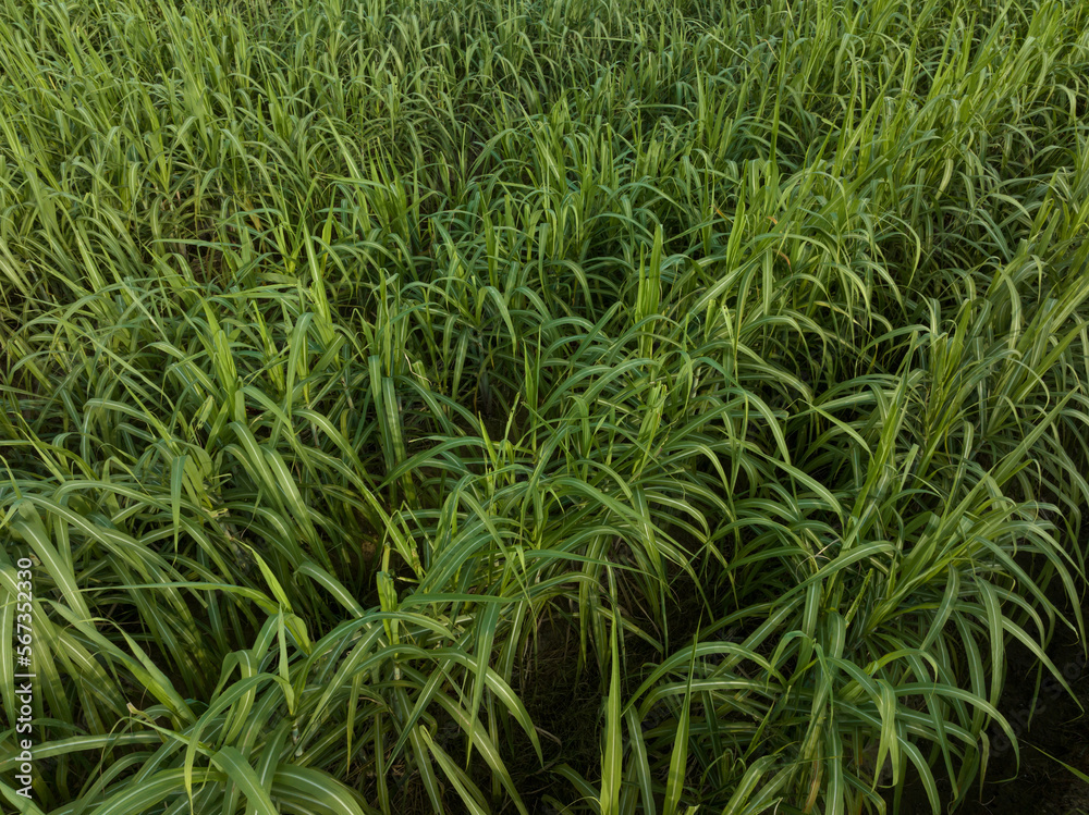 Aerial view of sugarcane plants growing at field Aerial view of sugarcane plants growing at field
