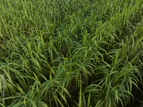 Aerial view of sugarcane plants growing at field