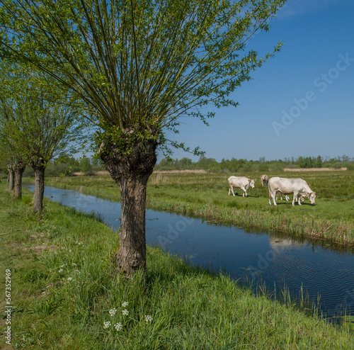 Cows grazing in meaow in National Park de weerribben-De Wieden. Steenwijkerland. Netherlands.  photo