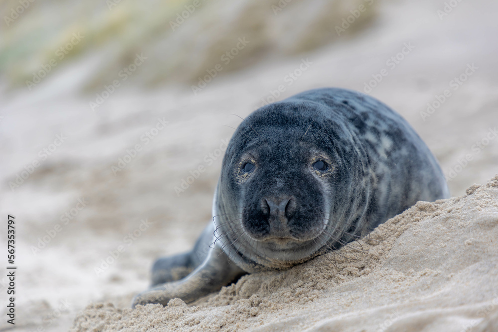 Fototapeta premium Young seal in its natural habitat laying on the beach and dune in Dutch north sea cost (Noordzee) The earless phocids or true seals are one of the three main groups of mammals, Pinnipedia, Netherlands
