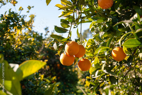 Campo de naranjos