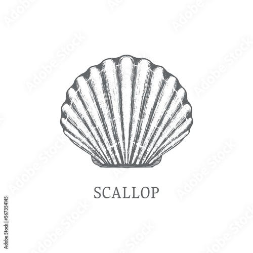 Scallop vector sketch. shell