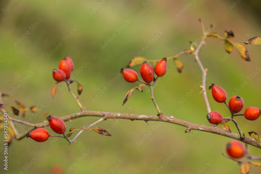 Red rosehip plant outdoors background