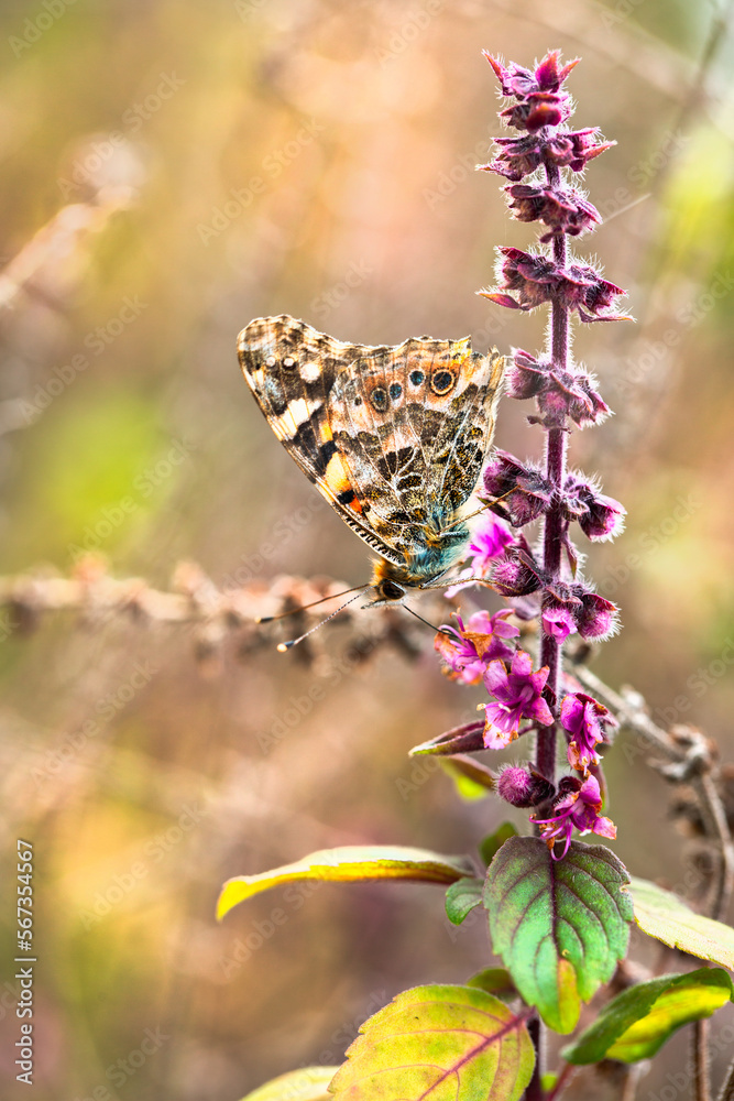 Painted lady butterfly on a lavender flower