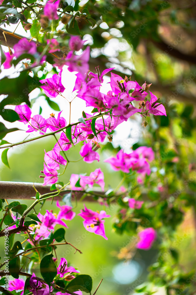 Purple Bougainvillea flower natural background.