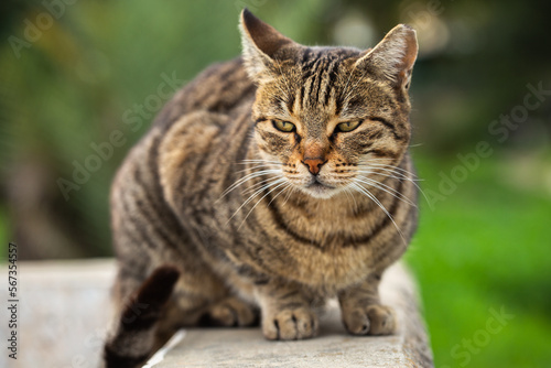 Stray cat outdoors beautiful portrait