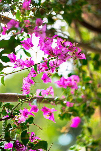 Obraz na płótnie Purple Bougainvillea flower natural background. w salonie