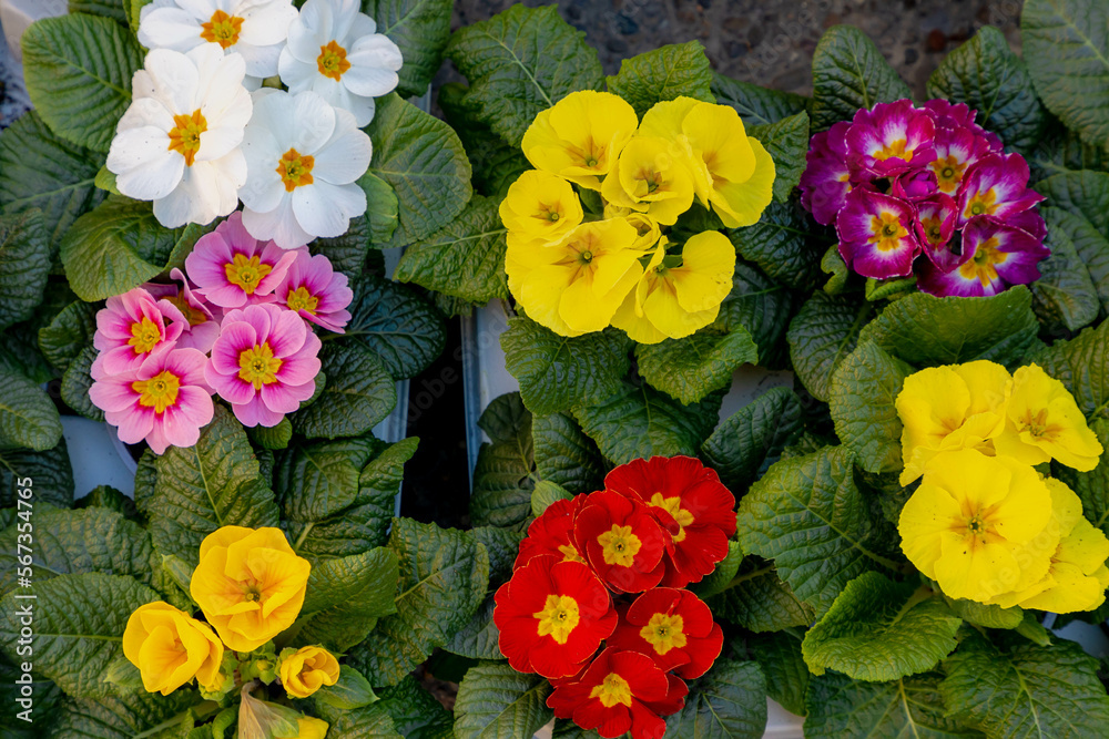 custom made wallpaper toronto digitalSelective focus of colourful Primula vulgaris, Common primrose is a species of flowering plant in the family Primulaceae, Little multi color flowers with green leaves, Nature spring floral background.