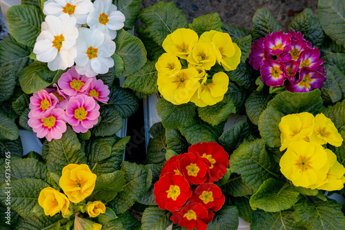 Wallpaper Mural Selective focus of colourful Primula vulgaris, Common primrose is a species of flowering plant in the family Primulaceae, Little multi color flowers with green leaves, Nature spring floral background. Torontodigital.ca