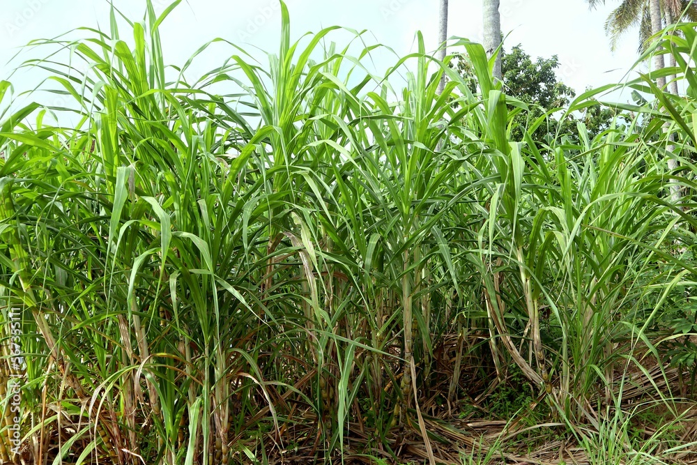 Obraz premium sugar cane field from lampung indonesia
