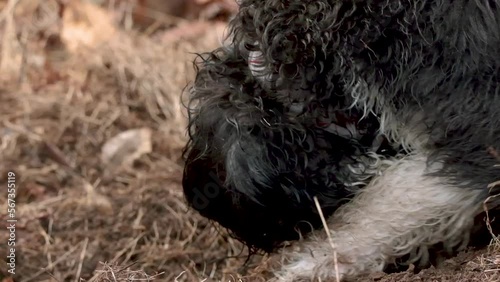 Close-up of Bernedoodle puppy digging in ground, slow motion photo