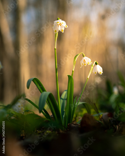 Group of spring snowflake flowers (Leucojum vernum) with yellow marks and a blured background of a forest in spring. photo