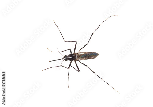 Tiger mosquito isolated on white background, Aedes albopictus 