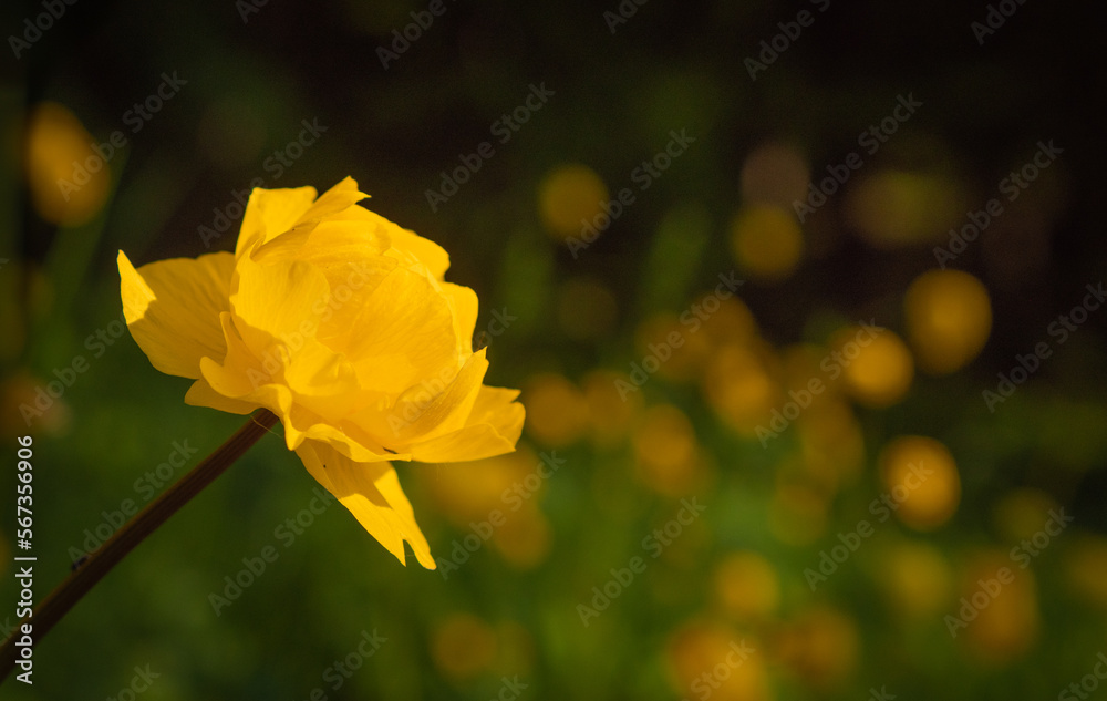 A wild globeflower (Trollius europaeus) with more globeflowers in bokeh background near marsh area in central Germany. A wild globeflower (Trollius europaeus) with more globeflowers in bokeh background near marsh area in central Germany.