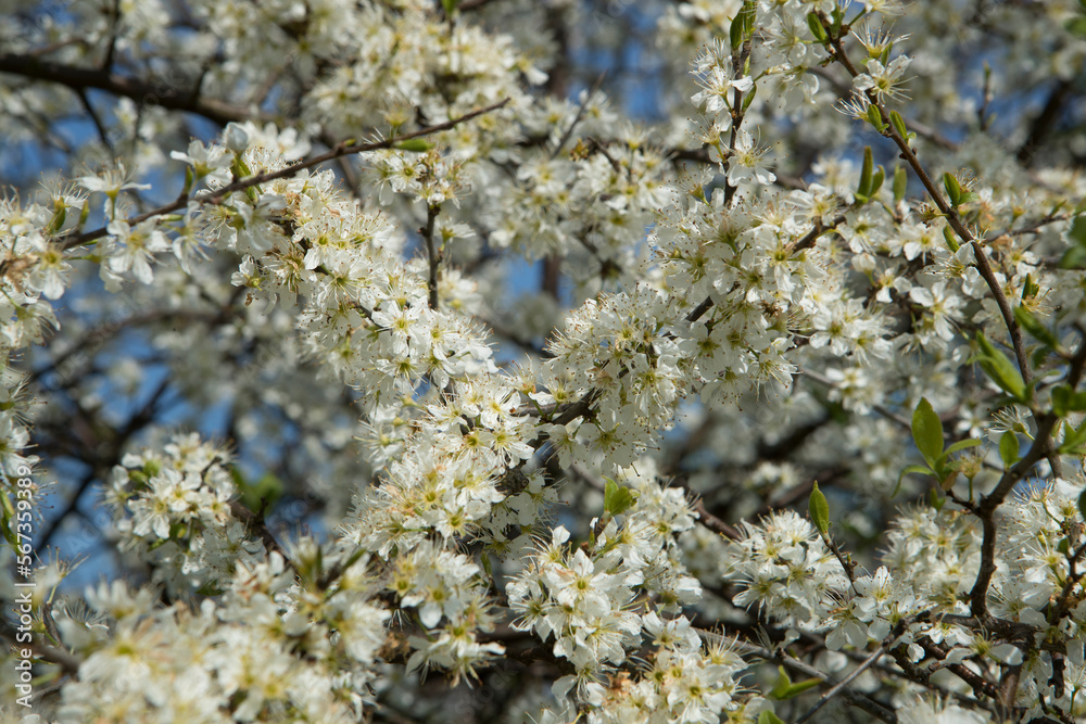 Cherry tree blossom. Flower. Blossom. Cherry tree blossom. Flower. Blossom.