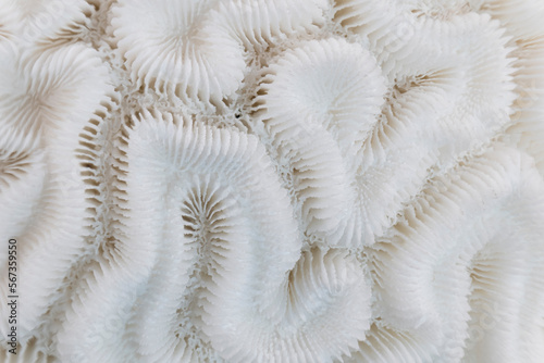 Fototapeta Naklejka Na Ścianę i Meble -  Macro image of a skeleton of a stony coral