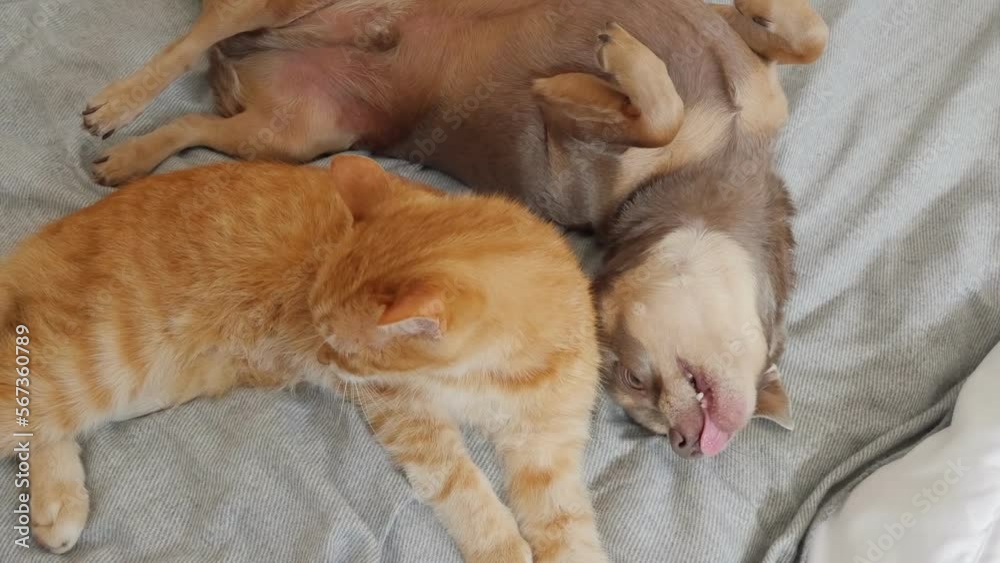 Puppy and kitten sleep together on the bed. 4K Puppy and kitten sleep together on the bed. 4K
