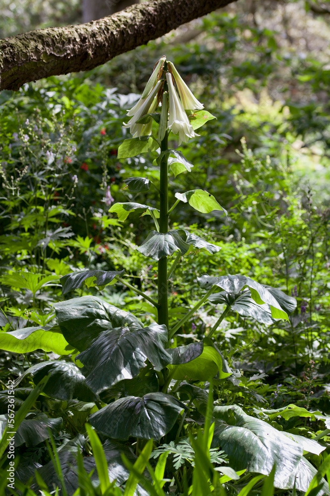 Cardiocrinum giganteum, the giant Himalayan lily, is the largest
