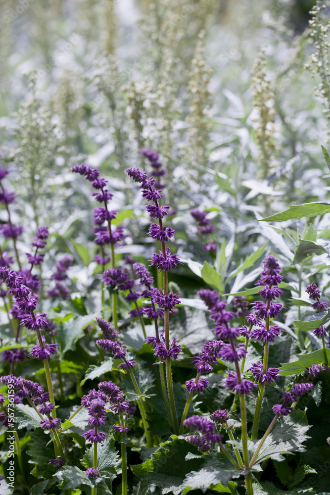 Fototapeta premium Purple lilac sage 'Salvia verticillata' - Purple Rain - a beautiful ornamental plant in the naturalistic native border of the cottage garden. 
