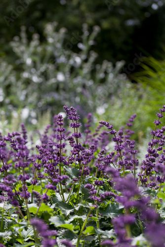 Purple lilac sage  Salvia verticillata  -  Purple Rain  - a beautiful ornamental plant in the naturalistic native border of the cottage garden. 