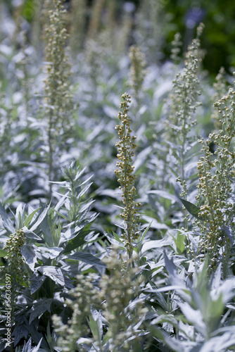 Artemisia ludoviciana Silver Queen is a flowering plant with silver leaves. photo