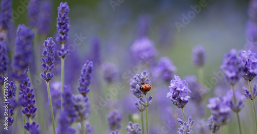 English Lavender -   Loddon Blue  Lavandula angustifolia or officinalis -  ornamental plant in cottage gerden with dark blue flowers.