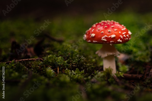Portrait of very spotted fly agaric (Amanita muscaria) mushroom standing on moss in a dark forest with green bokeh background.