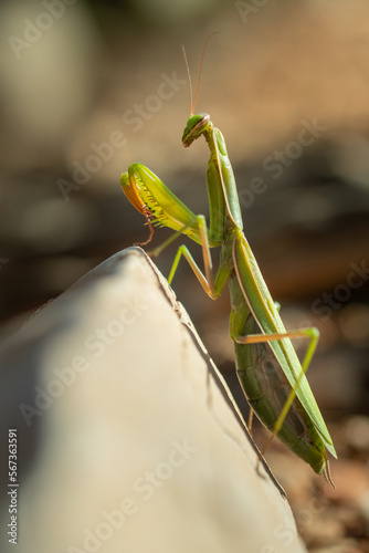 A praying mantia (mantis religiosa) is sitting in the sun on a hot day, Croatia.