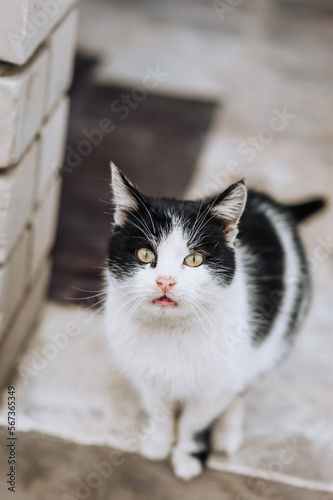 A beautiful black-and-white cat sits on the street, outdoors. Photo of an animal, close-up portrait. © shchus