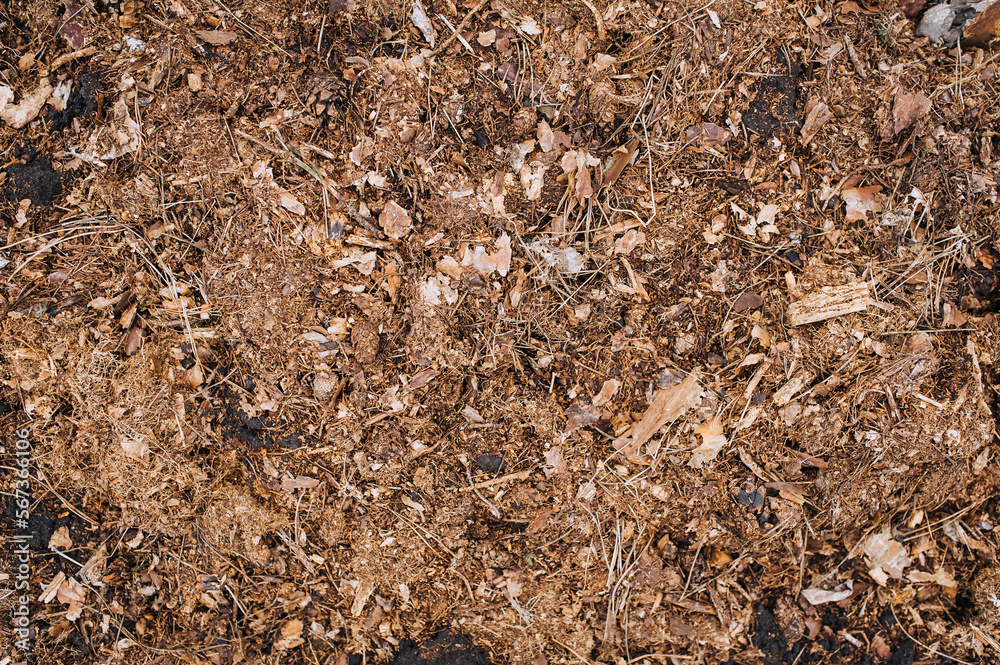 Manure, fertilizer from leaves from the forest. Photography, nature, earth background.