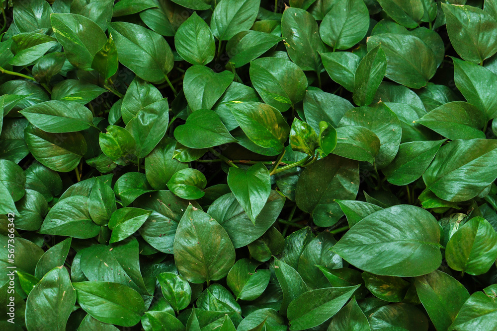 Creative tropical green leaves layout. Nature spring concept. Flat lay. Creative tropical green leaves layout. Nature spring concept. Flat lay.