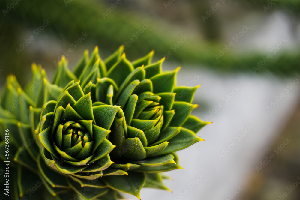 Background from succulent rosettes on blur background. Green plants for publication, poster, screensaver, wallpaper, banner, cover, post. High quality photo Background from succulent rosettes on blur background. Green plants for publication, poster, screensaver, wallpaper, banner, cover, post. High quality photo