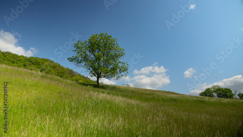 A landscape with a single deciduous tree on a green hill with a blue sky and a few clouds.