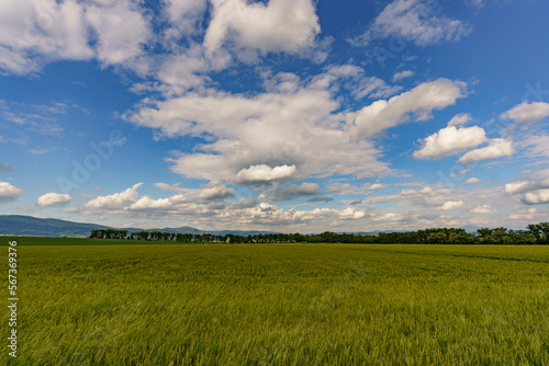 View from farmland with green grass and a view of a slightly cloudy blue sky