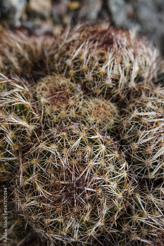 Cactus Background, Full frame detail close up. Close up texture of green cactus with needles Cactus Background, Full frame detail close up. Close up texture of green cactus with needles