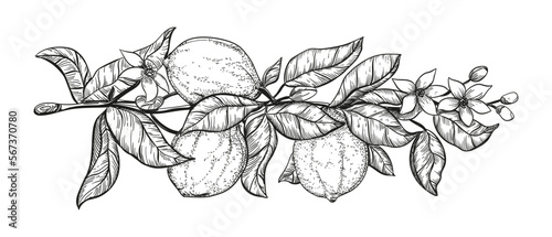 black and white hand drawing lemons