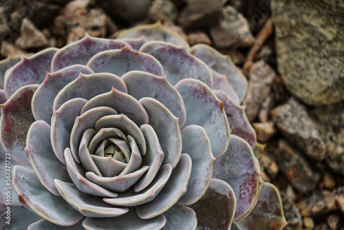 Succulent close-up full screen, filled frame, close-up, macro wallpaper photo