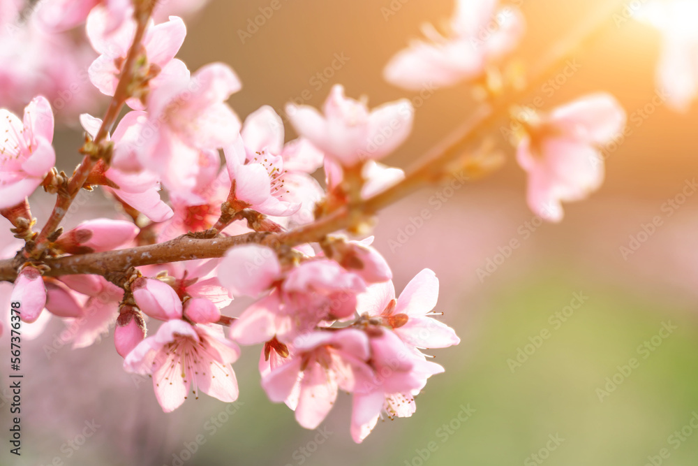 Garden peach flowers. Peach tree with pink flowers on a spring day. The concept of gardening, agriculture. Garden peach flowers. Peach tree with pink flowers on a spring day. The concept of gardening, agriculture.