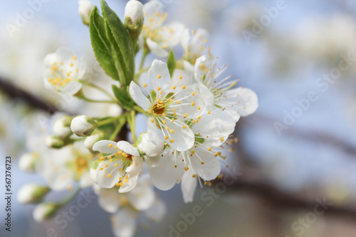 white cherry blossom on a branch