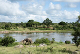 A panoramic African landscape of elephants walking next to the Crocodile River in the Kruger National Park.