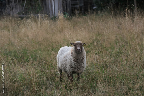 White sheep in a field of grass