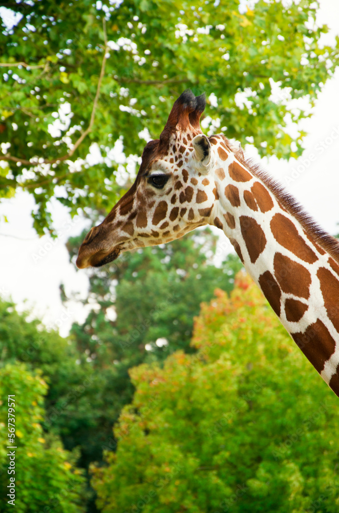 Obraz premium Giraffes animals stand on green grass near trees in summer