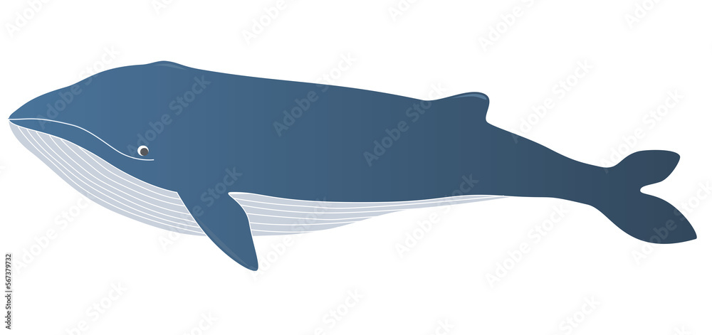 Illustration of a cartoon whale vector illustration