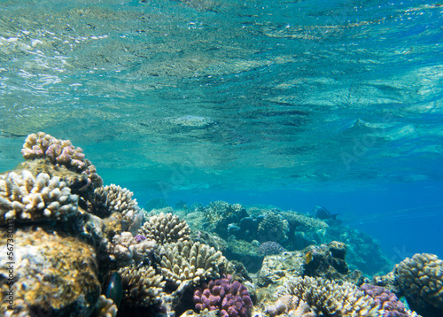 Obraz na plátne Tranquil underwater scene with copy space