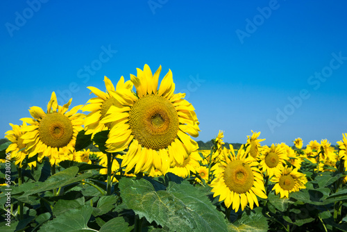 Sunflower field with cloudy blue sky