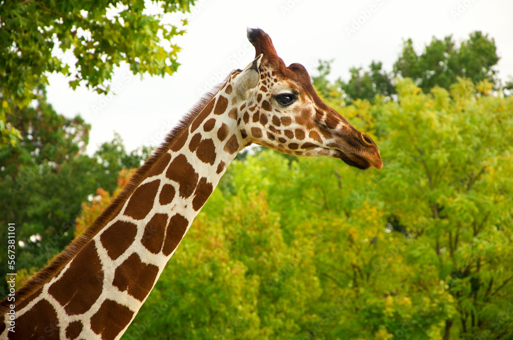 Giraffes animals stand on green grass near trees in summer Giraffes animals stand on green grass near trees in summer