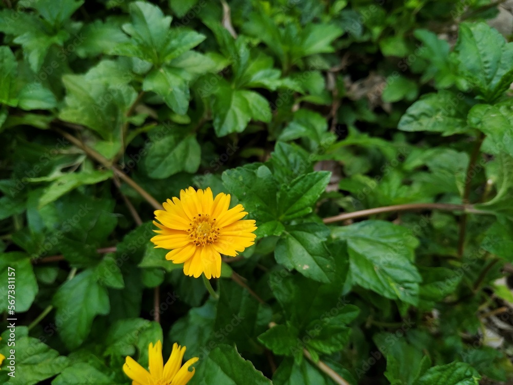 yellow flower yellow flower