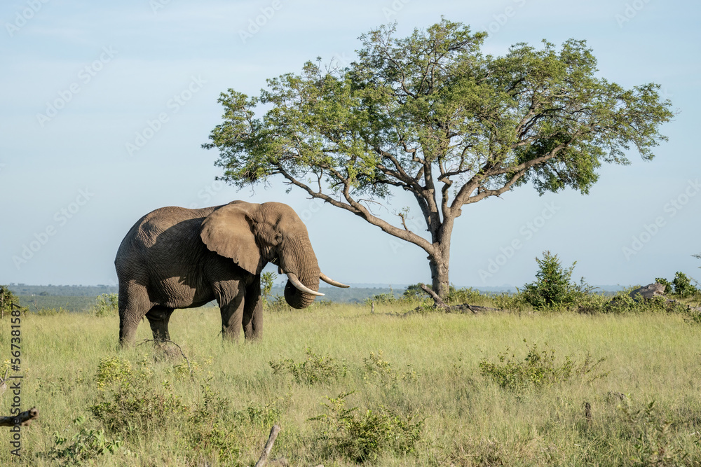An elephant with its trunk lifted to its mouth stands in a panoramic landscape of the African bush.