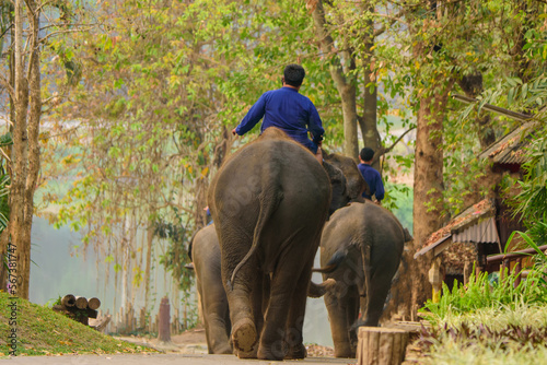 Elephant herdsman training elephants to walk in a line